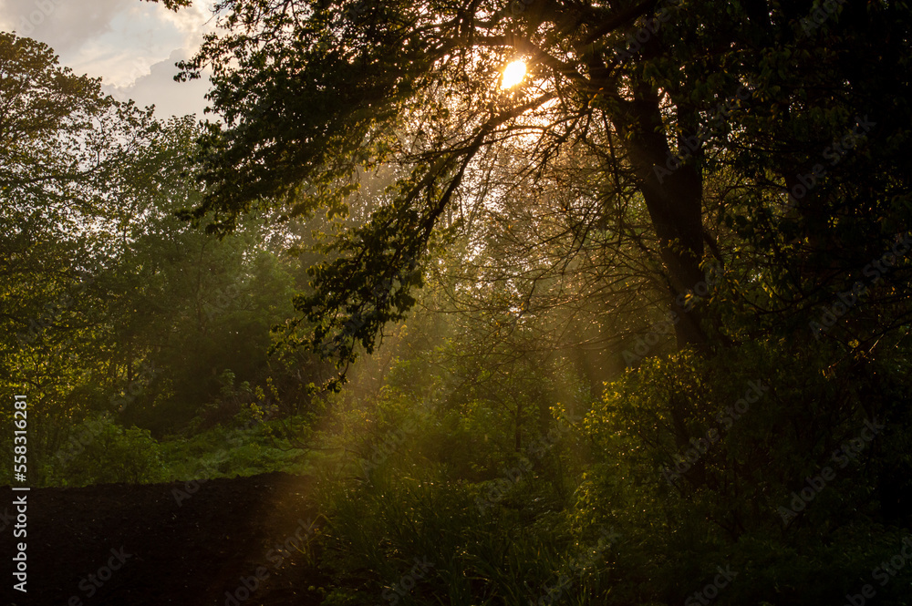 Obraz premium Sun breaks through the leaves of a tree, freshness of spring or summer nature