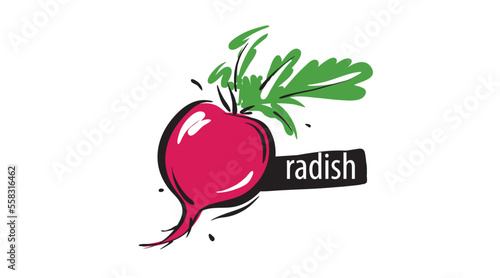 Drawn radish isolated on a white background