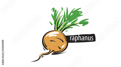 Drawn raphanus isolated on a white background