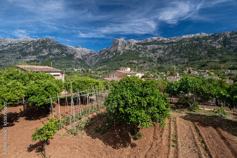 Naklejka premium orange grove with the mountains in the background, Soller valley route, Mallorca, Balearic Islands, Spain