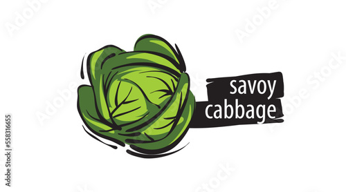 Drawn savoy cabbage isolated on a white background