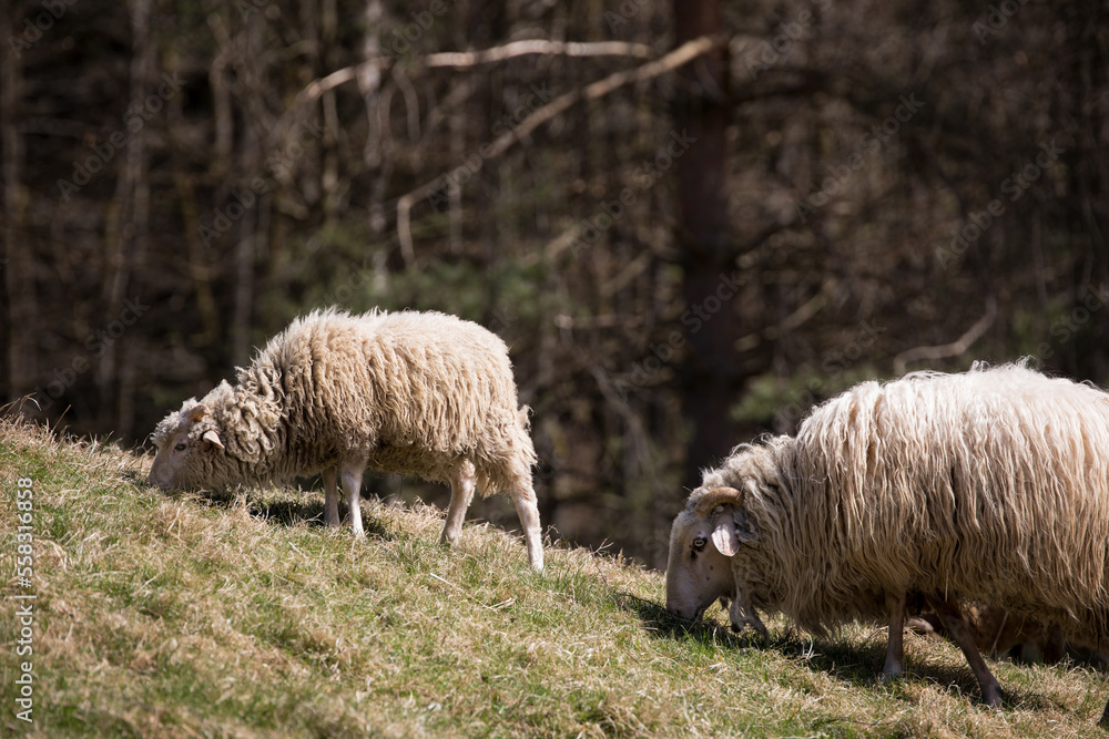Sheep eating while grazing in front of the forest. Sheep eating while grazing in front of the forest.