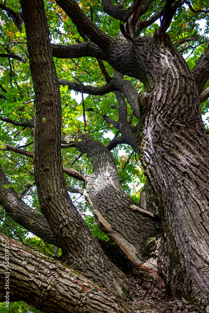 The trunk and branches of a powerful oak rushing up, vertical view The trunk and branches of a powerful oak rushing up, vertical view