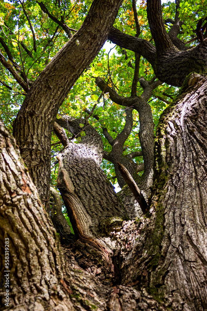 The trunk and branches of a powerful oak rushing up, vertical view