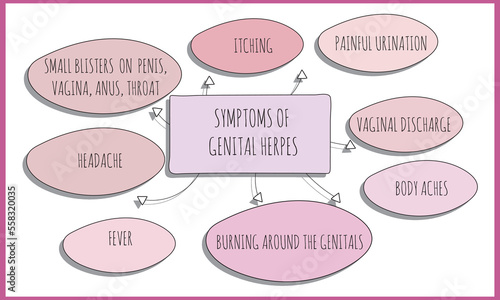 symptoms of genital herpes. Vector illustration for medical journal or brochure. 