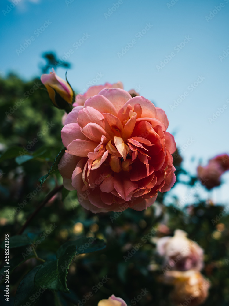 Fototapeta premium pink rose in the garden