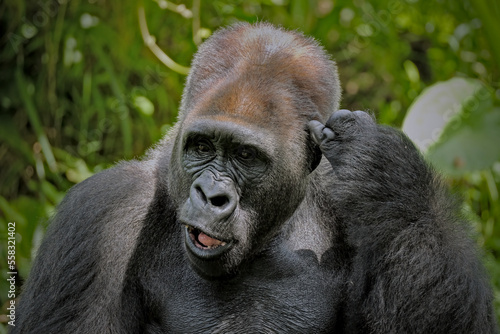 Gorila © Riadi