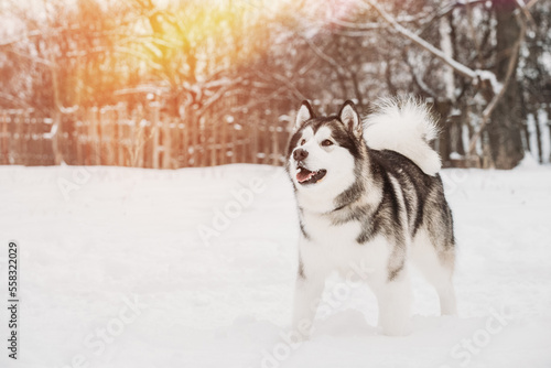Young Siberian Husky Dog Runs Playfully Through The Snowdrifts Outdoor In Winter Snowy Forest. Pets Play  Jumping And Fast Running. Brave Husky. Copy Space  Copyspace.