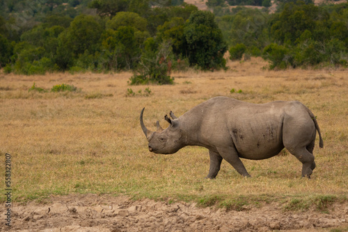 White rhinoceros  Ceratotherium simum  with calf in natural habitat  South Africa