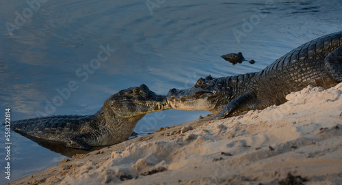 Spectacled caiman, Caiman crocodilus, single animal by water, Brazil