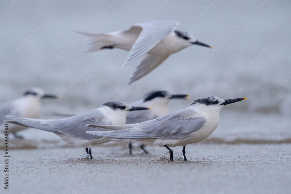 Sandwich tern (Thalasseus sandvicensis) with winter plumage. Sandwich tern (Thalasseus sandvicensis) with winter plumage.
