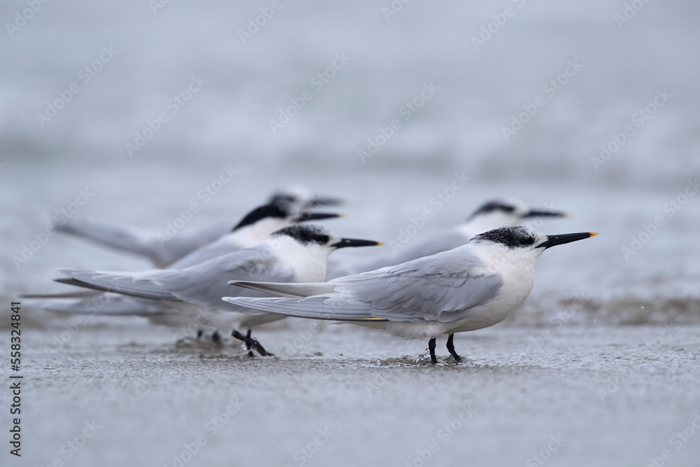 Sandwich tern (Thalasseus sandvicensis) with winter plumage. Sandwich tern (Thalasseus sandvicensis) with winter plumage.