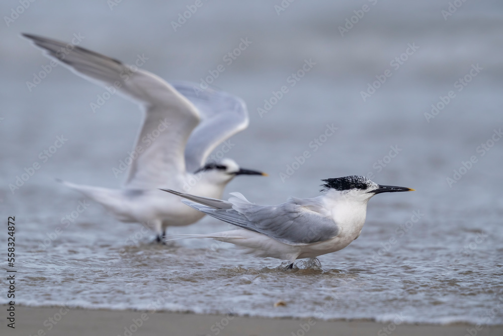 Sandwich tern (Thalasseus sandvicensis) with winter plumage. Sandwich tern (Thalasseus sandvicensis) with winter plumage.