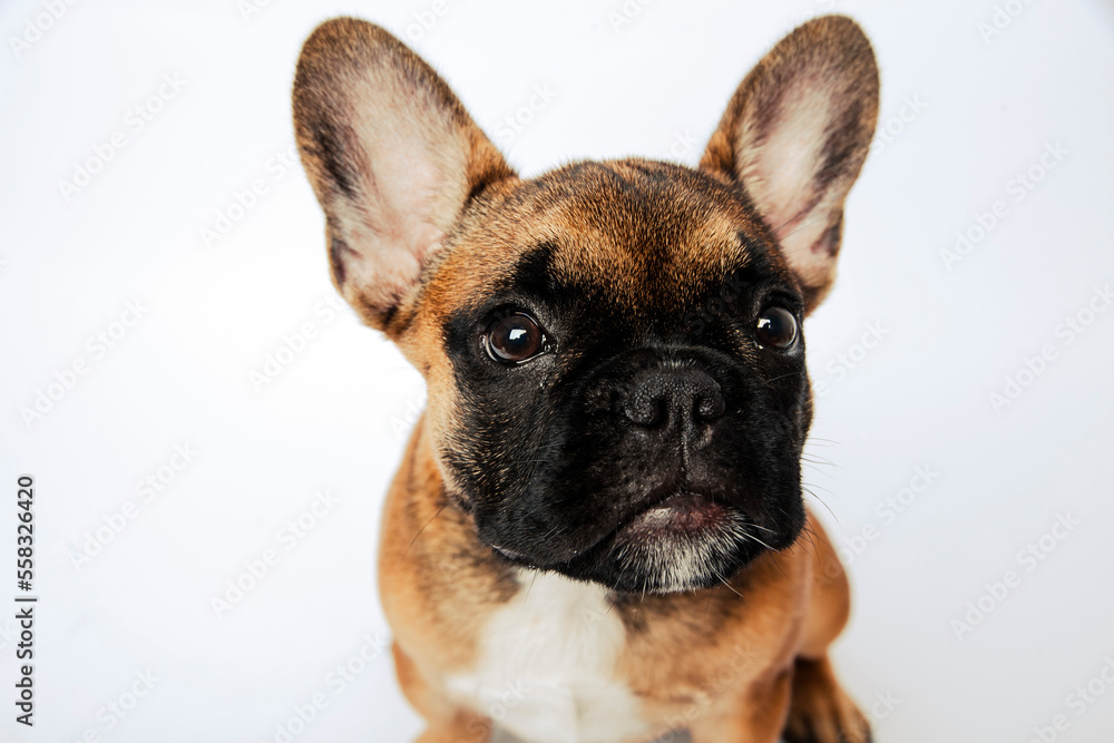 Portrait of a french bulldog puppy