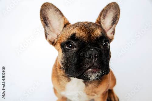 Portrait of a french bulldog puppy © Andris