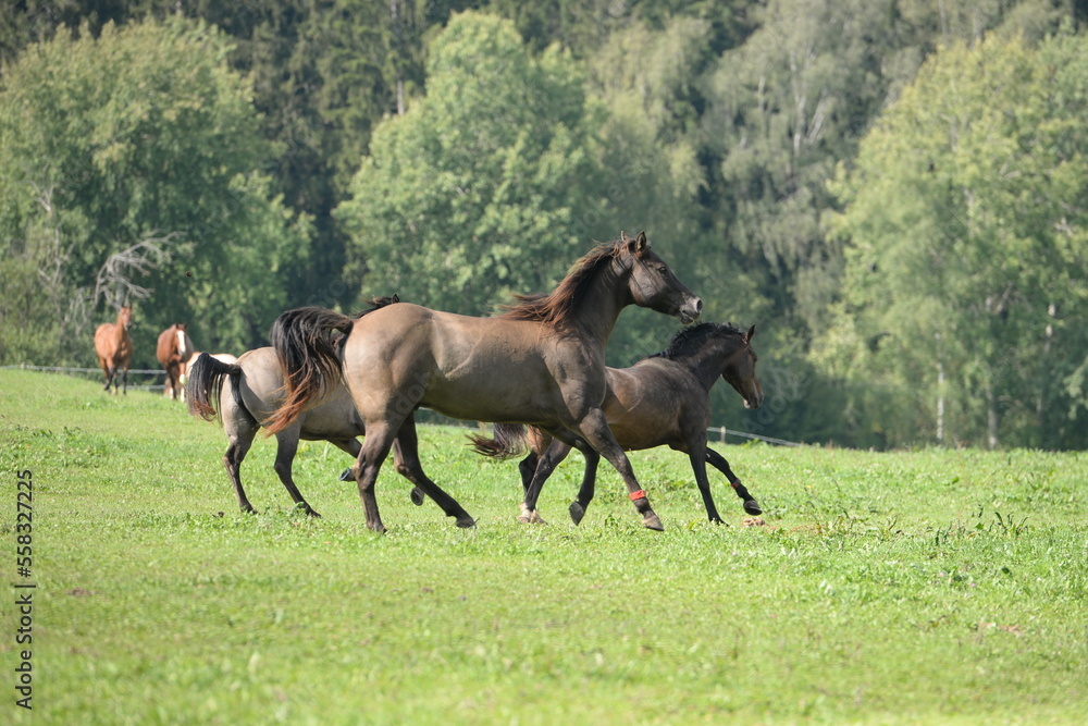 Spaß auf der Pferdeweide. Junge Pferde galoppieren im Sommer über eine Wiese am Waldrand Spaß auf der Pferdeweide. Junge Pferde galoppieren im Sommer über eine Wiese am Waldrand