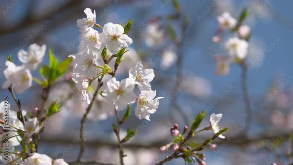 white spring flowers white spring flowers
