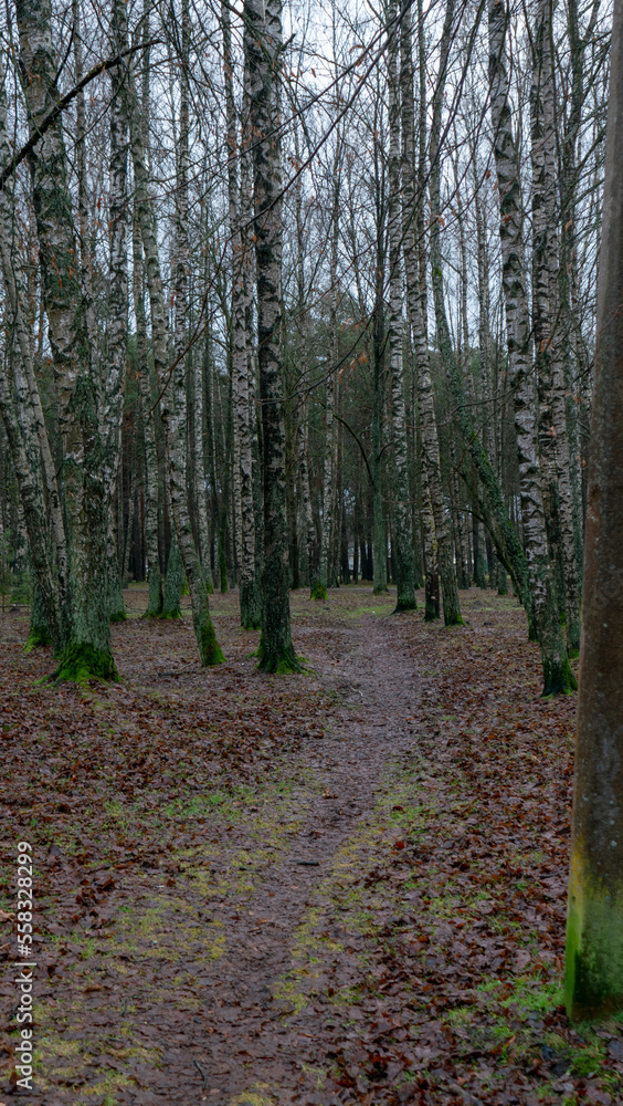 Fototapeta premium Birch grove with walking path