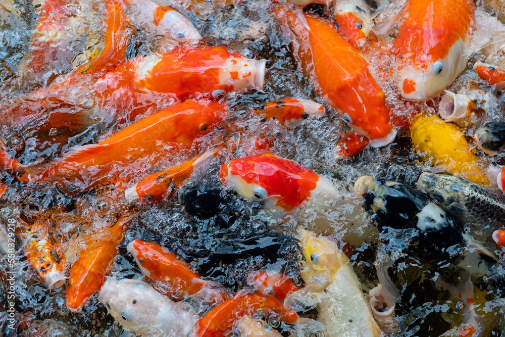 carp fish pond background, colorful background, Fancy carp carp fish pond background, colorful background, Fancy carp