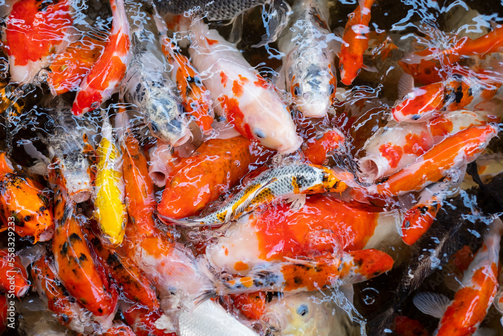 carp fish pond background, colorful background, Fancy carp carp fish pond background, colorful background, Fancy carp