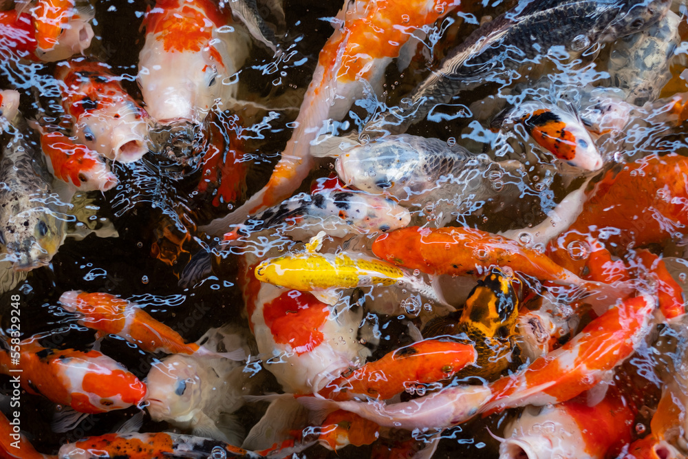 carp fish pond background, colorful background, Fancy carp carp fish pond background, colorful background, Fancy carp