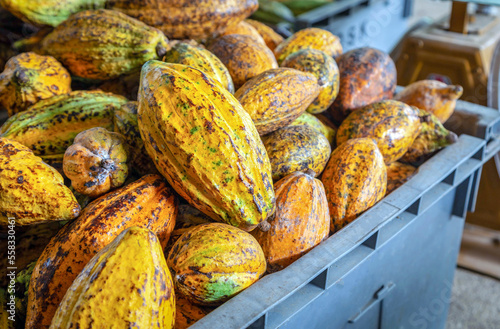 Ripe cacao pods or yellow cacao fruit Harvest cocoa beans to send to the chocolate factory