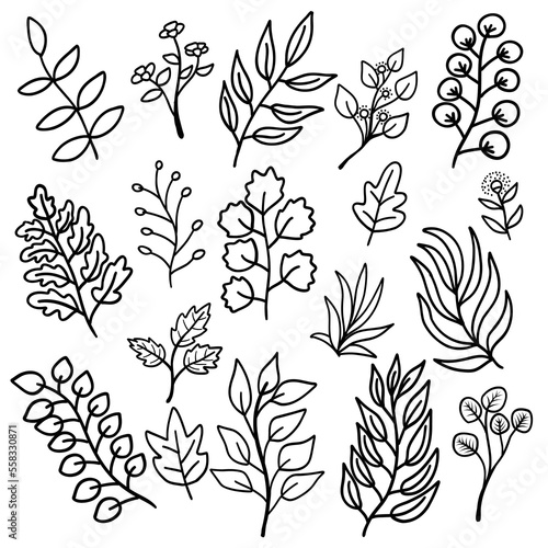 Botanical Line art illustration. Set of tree leaves, branches, eucalyptus, palm leaf, herb. Various type of leaves. Good for element, pattern, decoration, ornament, icon, logo, texture and background.