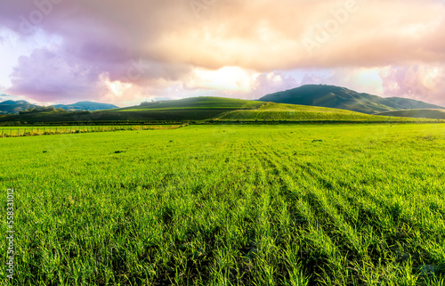 Scenic view at beautiful spring sunset in a green shiny field with green grass and golden sun rays, deep blue cloudy sky on a background , forest and country road, summer valley landscape