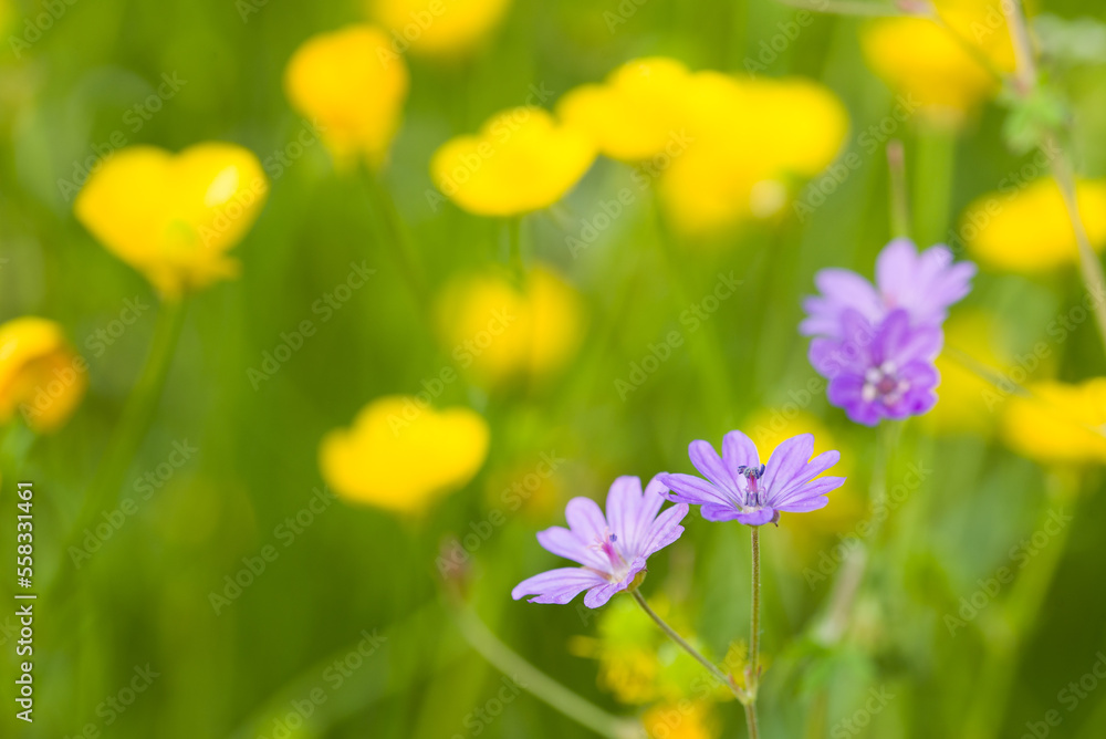 Gros plan sur des fleurs jaunes et violettes. Une prairie au printemps. Des fleurs aux couleurs complémentaires.