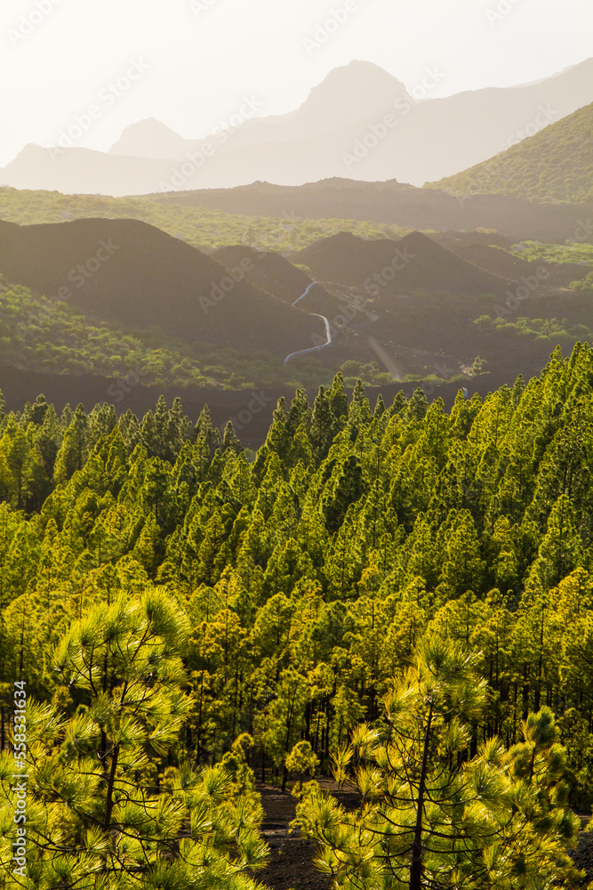 Fototapeta premium Isola di tenerife, Parque Natural Corona Forestal