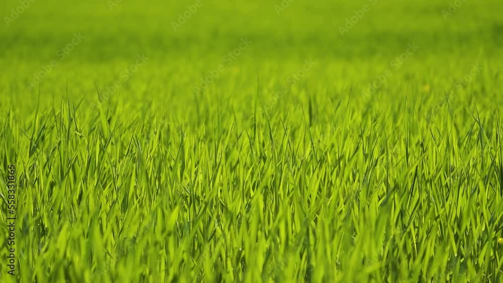 Long green stalks of cereals in the field sway in the wind. Spring sunny day. Young leaves of wheat. Selective focus. Long green stalks of cereals in the field sway in the wind. Spring sunny day. Young leaves of wheat. Selective focus.