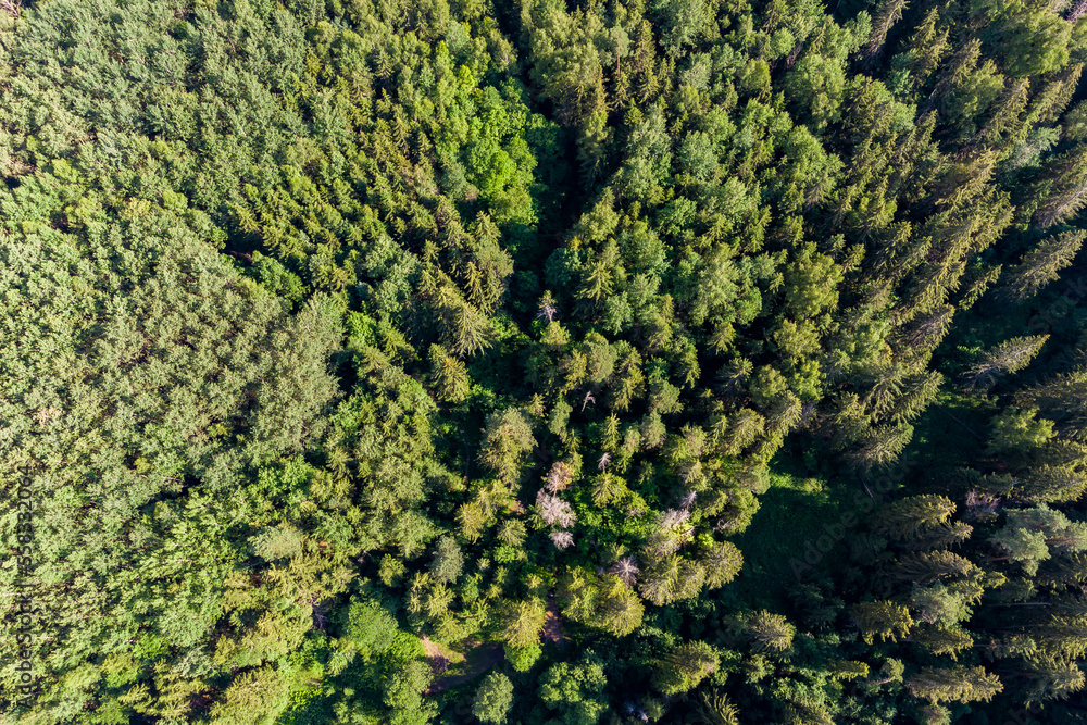 View from a great height on a green coniferous forest View from a great height on a green coniferous forest
