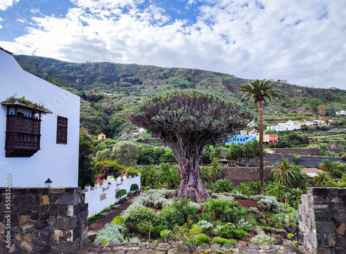 Albero millenario fotografato dal Mirador del Drago. Isola di Tenerife, Canarie photo