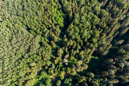 View from a great height on a green coniferous forest © PhotoChur