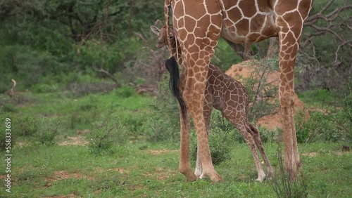  A new born baby giraffe learns how to walk.