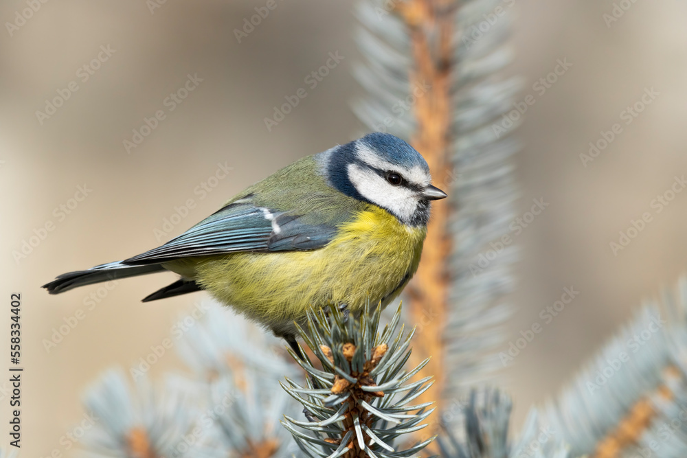 Fototapeta premium The Eurasian blue tit (Cyanistes caeruleus).