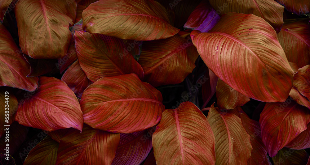 closeup nature view of red leaf background. Flat lay, dark nature concept, tropical leaf closeup nature view of red leaf background. Flat lay, dark nature concept, tropical leaf