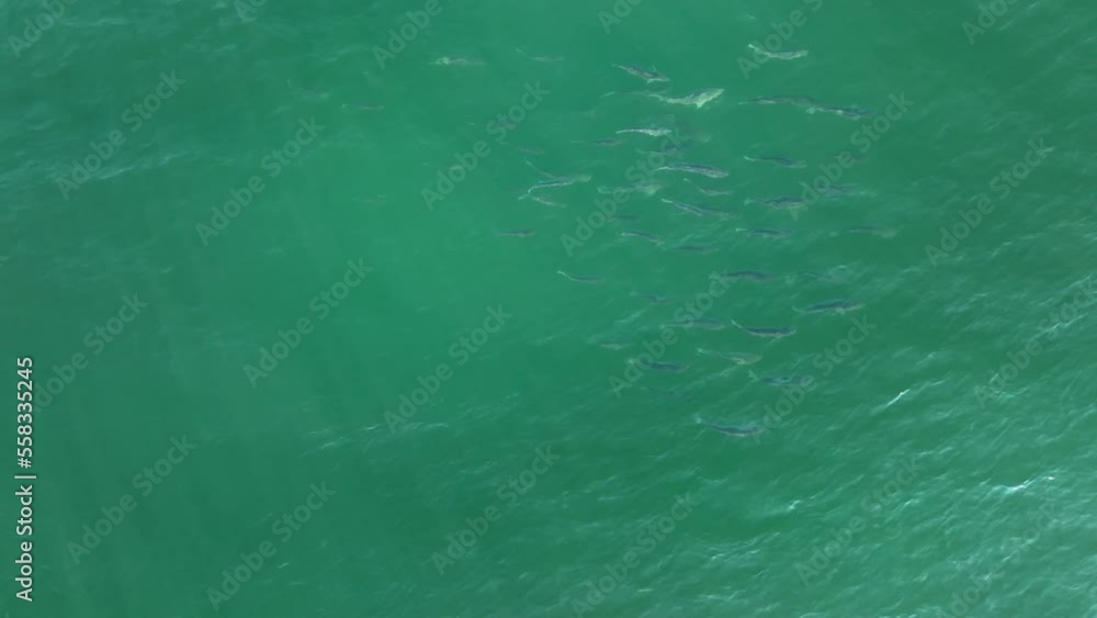 School of Striped bass swimming near surface of sea School of Striped bass swimming near surface of sea