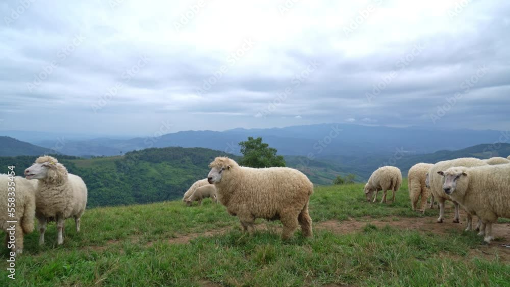 cute white sheep on mountain hill cute white sheep on mountain hill
