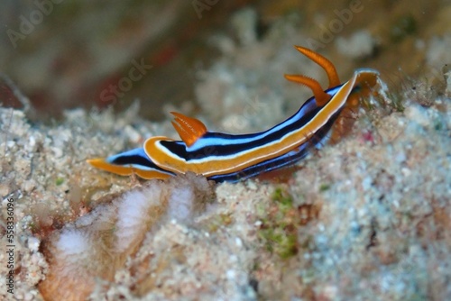Nudibranch in the Red Sea 