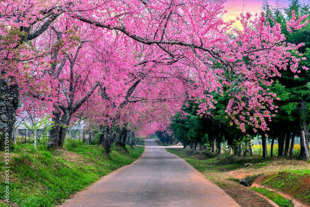 Row of Cherry blossoms in Chiang mai, Thailand.
