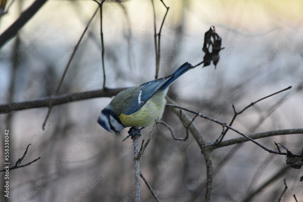 Naklejka premium European Nature