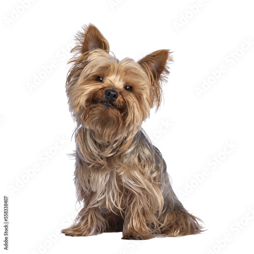 Scruffy adult blue gold Yorkshire terrier dog, sitting up facing front Looking towards camera and smiling. Isolated cutout on a transparent background.