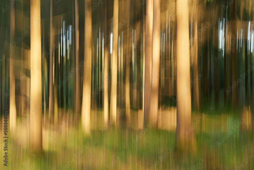 Sonniger Waldwischer, Baden-Württemberg-Deutschland Sonniger Waldwischer, Baden-Württemberg-Deutschland