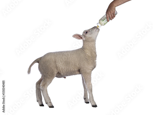 Cute little Texel lamb  standing side ways drinking milk from bottle. Isolated cutout on transparent background.