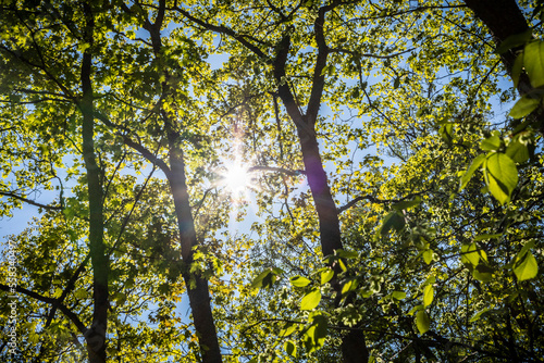 The Sun is shining through the trees