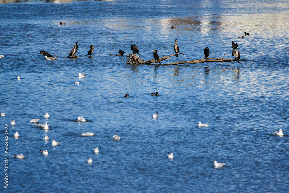Nursery of gulls and other species of water birds in the winter on a frozen river