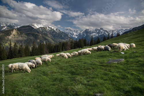 Fototapeta Naklejka Na Ścianę i Meble -  widok na Tatry Wysokie z Rusinowej Polany w Tatrach