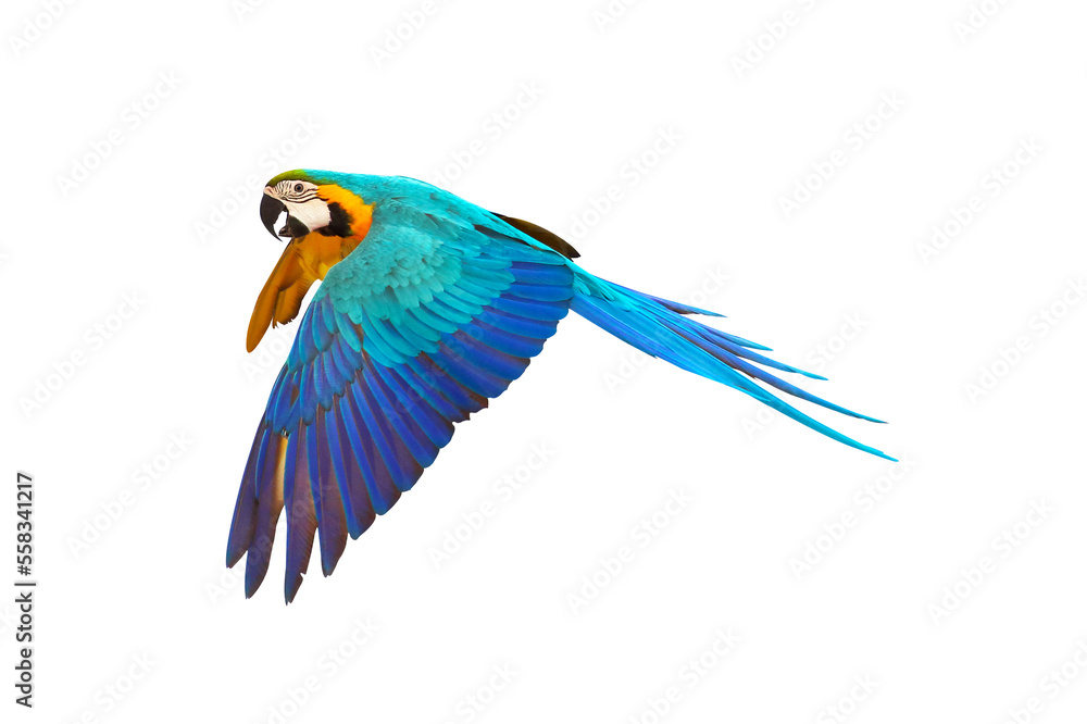 Fototapeta premium Colorful Macaw parrot flying isolated on transparent background png file