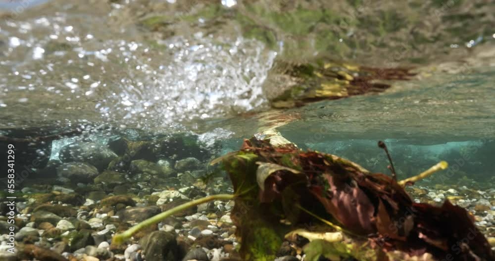split shot river flows underwater natural water source spring time freshwater autumn leafs split shot river flows underwater natural water source spring time freshwater autumn leafs